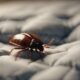 bed bugs in comforters