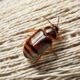 do carpet beetles eat yarn