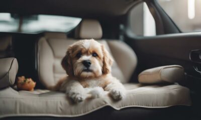 dog friendly car interiors preferred