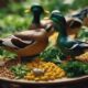 duck food recommendations list