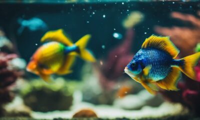 enhancing fish color vibrancy