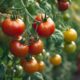 expert recommended tomato varieties