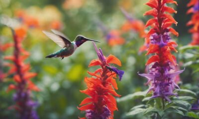 hummingbird garden with colorful plants