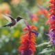 hummingbird garden with colorful plants