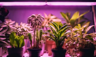 indoor garden lighting solutions