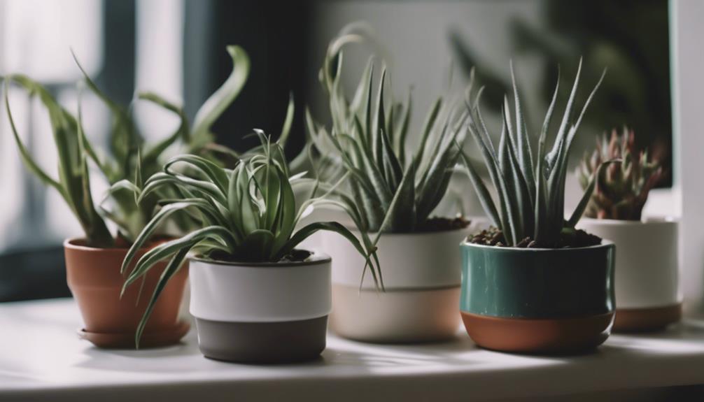 indoor plants for decor