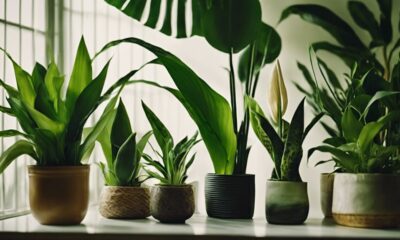 indoor plants for low light