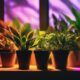 optimal lighting for plant growth