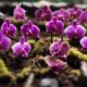 orchid soil growing guide