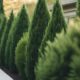 privacy bushes for tranquility