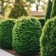 privacy enhancing bushes for outdoors