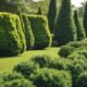 privacy shrubs for outdoors