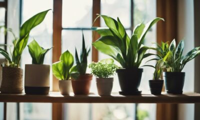 thriving beginner house plants