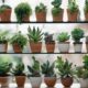 top plant shops online