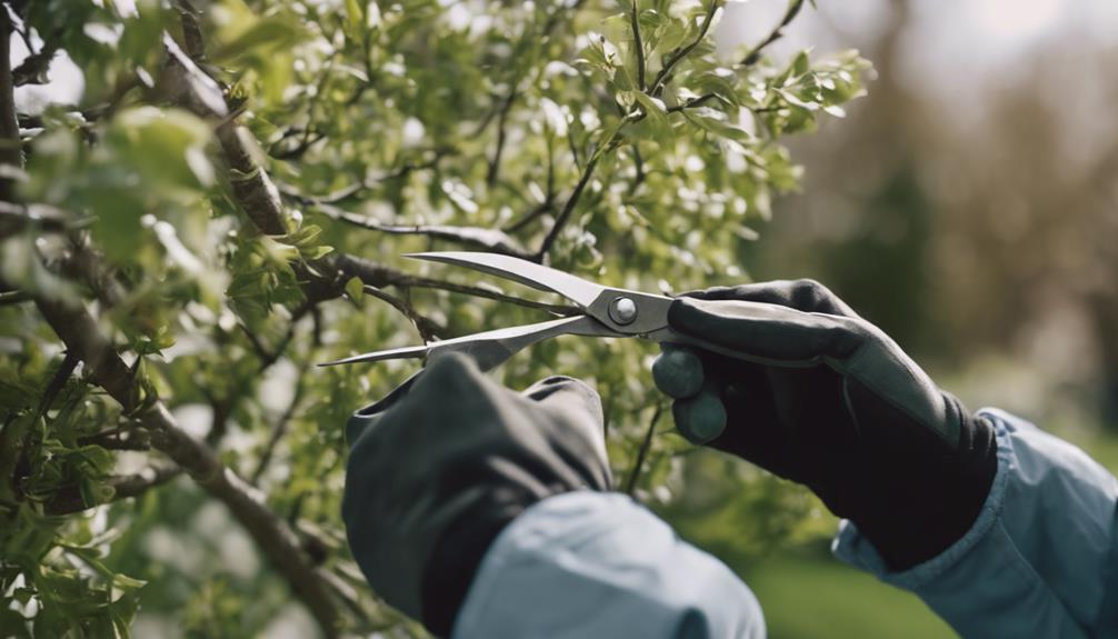 trimming foliage for growth