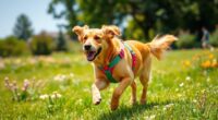 comfortable secure dog harnesses