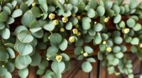 top eucalyptus garland picks