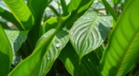 tropical plant humidity tips