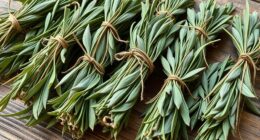 top sage smudge sticks
